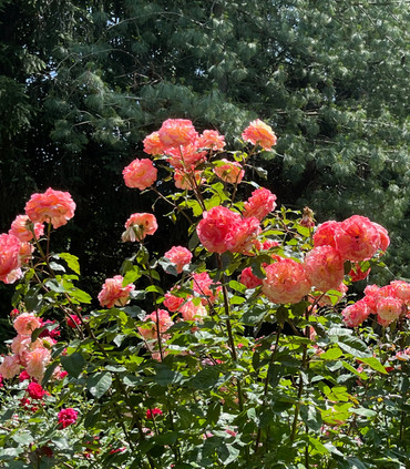 ROSINE ET FIGARO ™