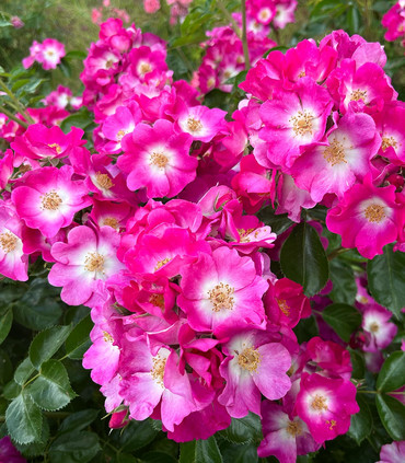 Rosier grimpant et arbustif paysager Céladon couleur rose carmin
