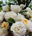 Rosier arbustif paysager Belle Agricole couleur blanc