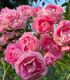 Rosier grimpant et arbustif paysager Solstice d'été rose lumineux