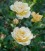 Rose jaune SUZANNE
