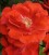 Rose rouge vif FLORADIANE