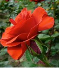 Rose rouge vigoureuse FLORADIANE pour massif